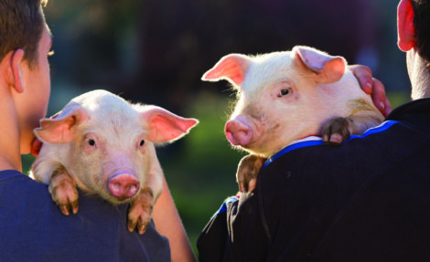 Piglets on farmers shoulders